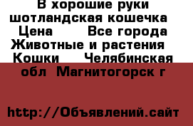 В хорошие руки шотландская кошечка › Цена ­ 7 - Все города Животные и растения » Кошки   . Челябинская обл.,Магнитогорск г.